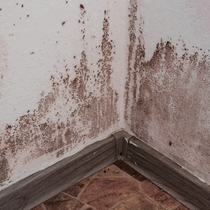 Damp Proofing by Especially Roofing