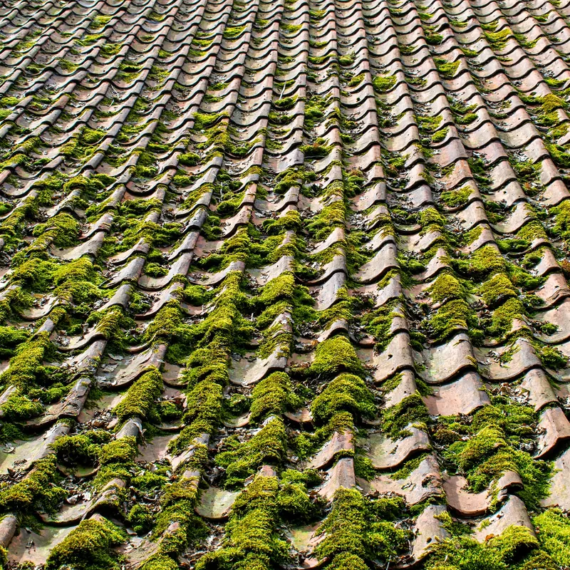 Moss Removal by Especially Roofing